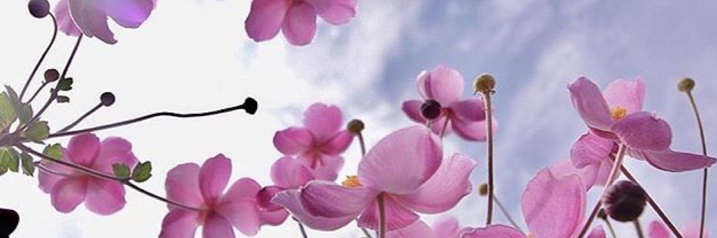 deepthyr's profile banner image