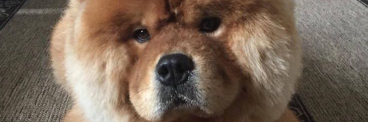 Chinaliont4's profile banner image