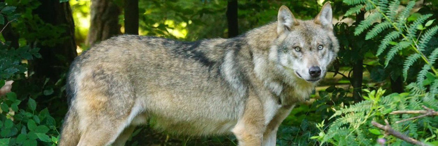 Infoespecies banner