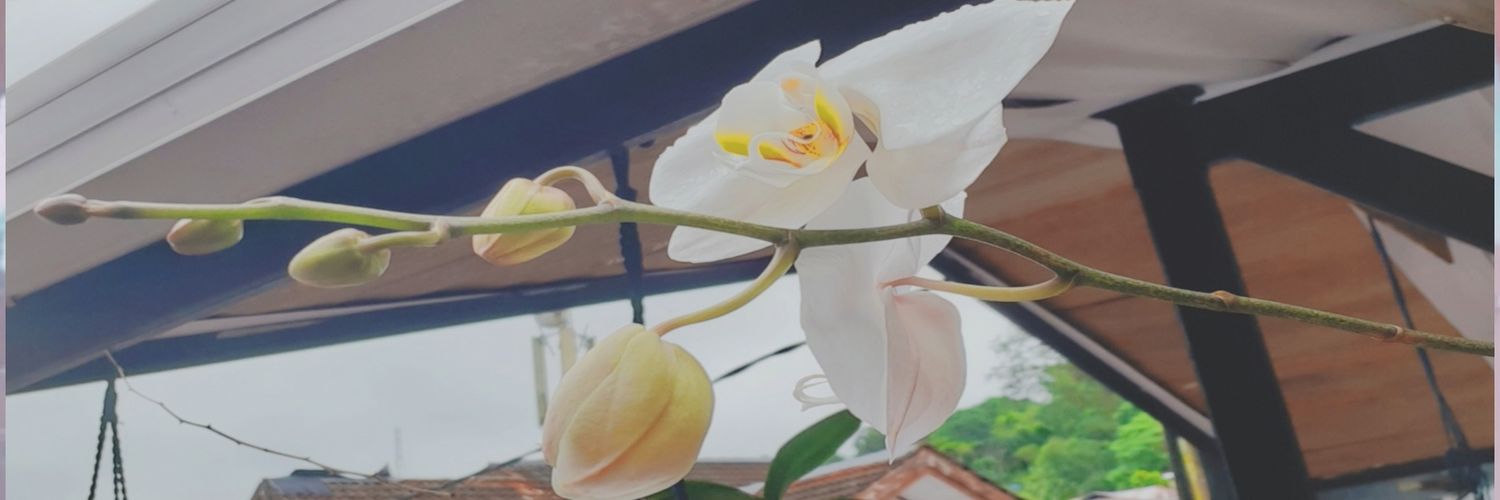 deidranataliet's profile banner image