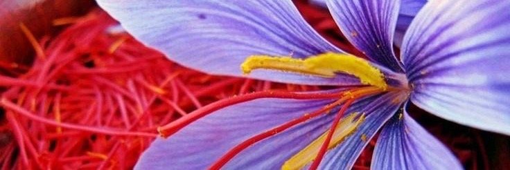 Azafrán y Pimentón banner