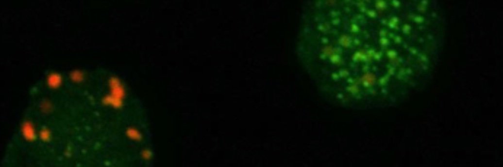 Kammermeier Lab banner