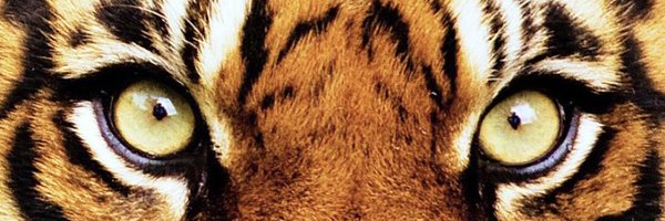 RickyMcCrary21 Profile Banner