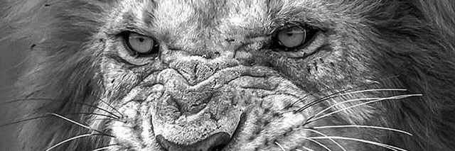CCSO742's profile banner image