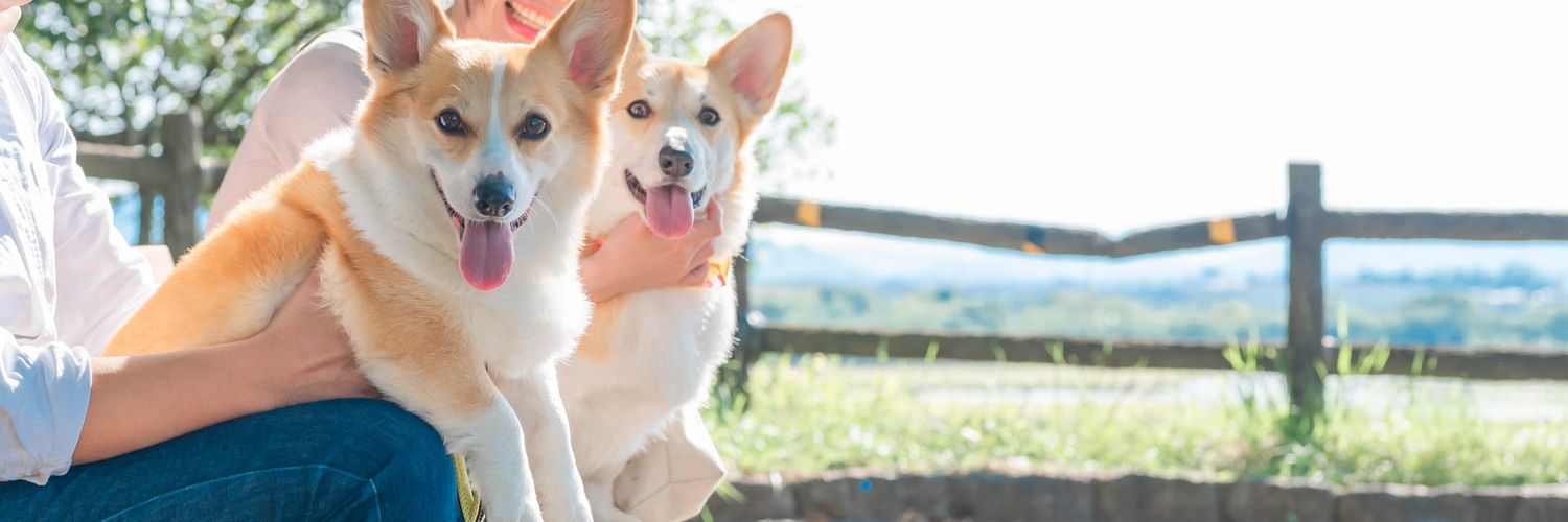 くぅこ@コーギーのいる暮らし banner