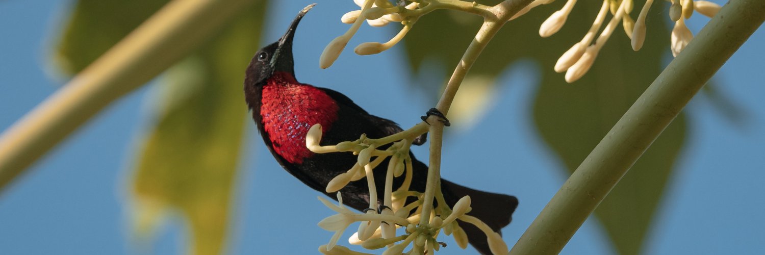 Wild Bird Revolution banner