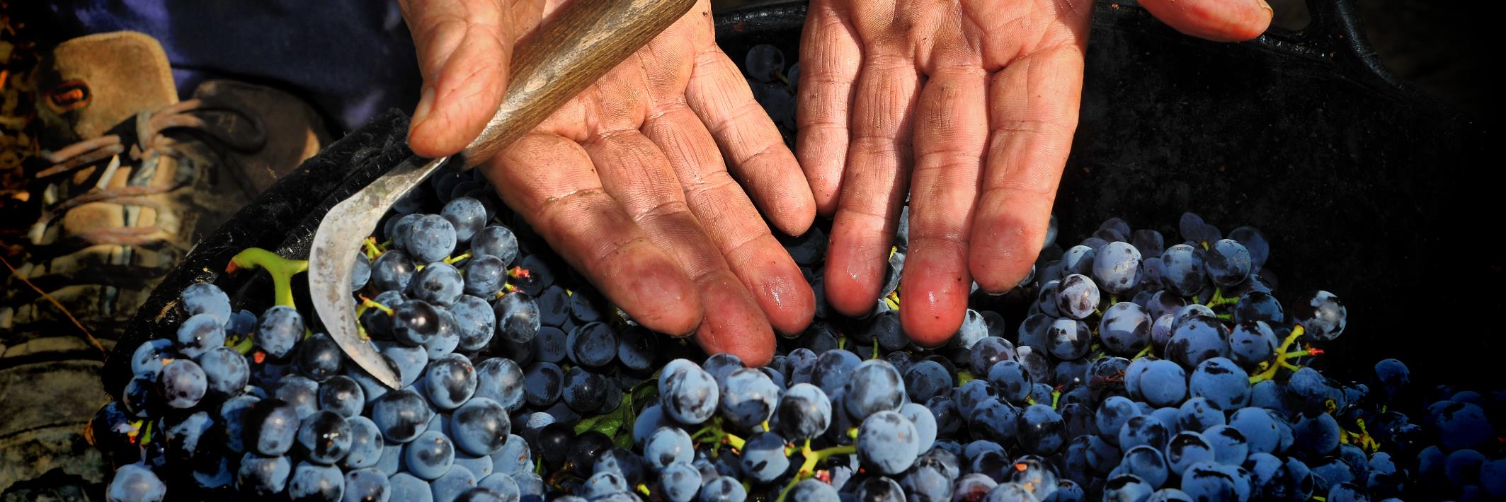 BodegasOlimpia's profile banner image