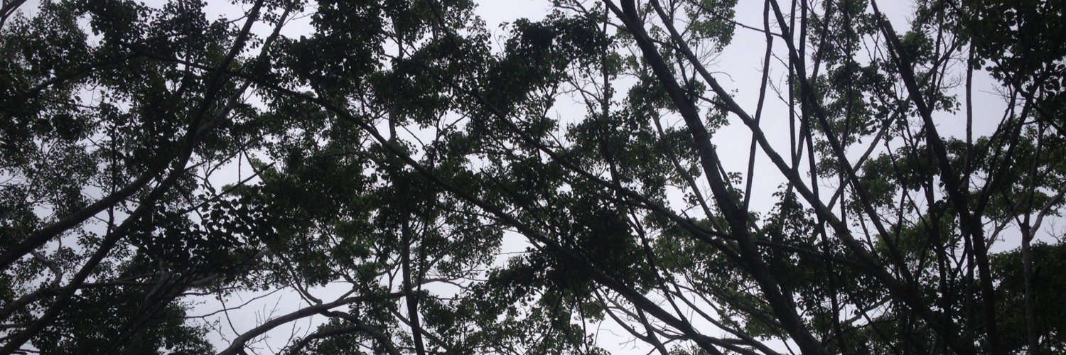 anarutti's profile banner image