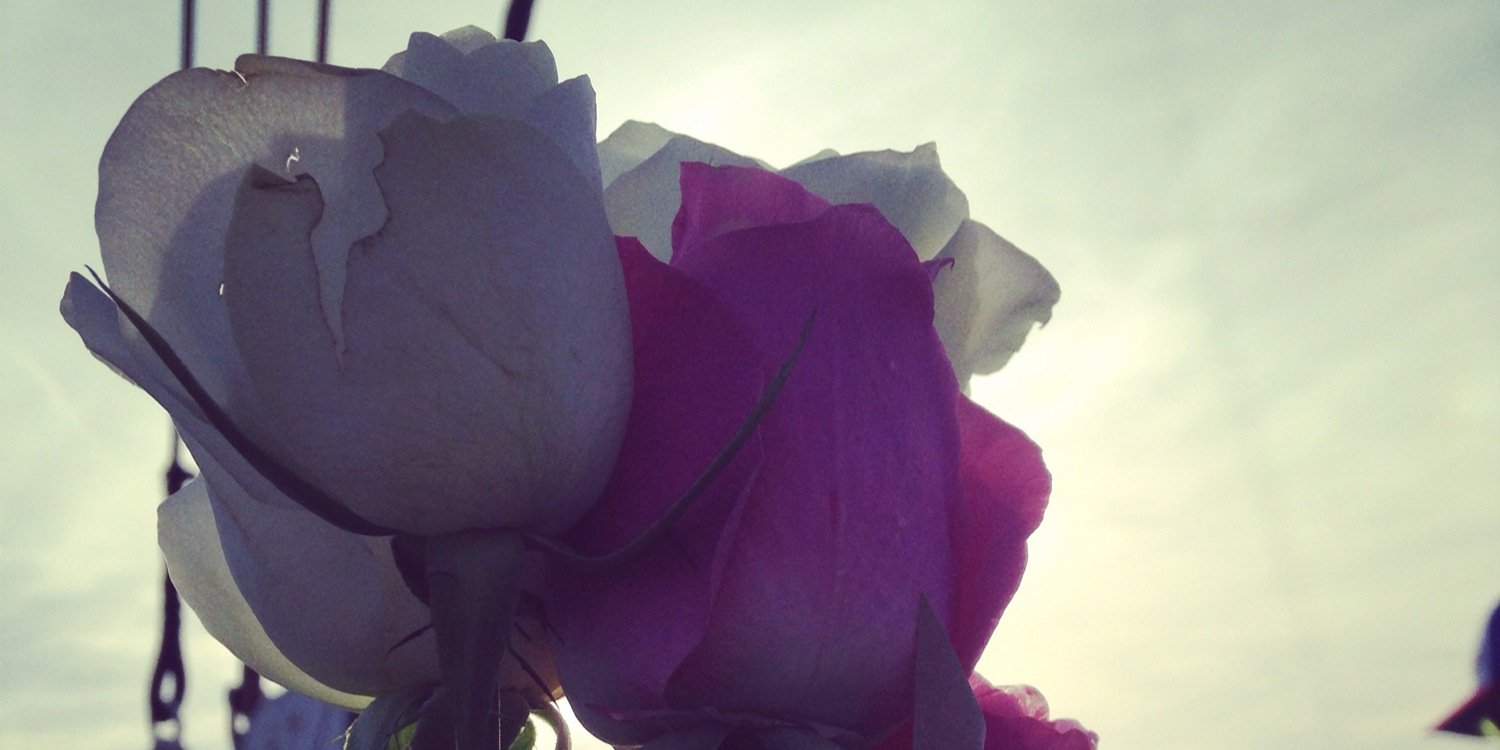 EvieBFletch's profile banner image