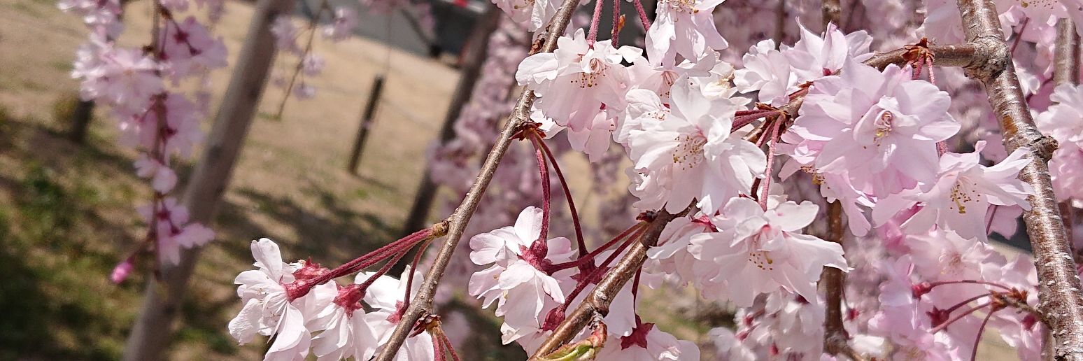 ☆ma_cha★yumiko banner