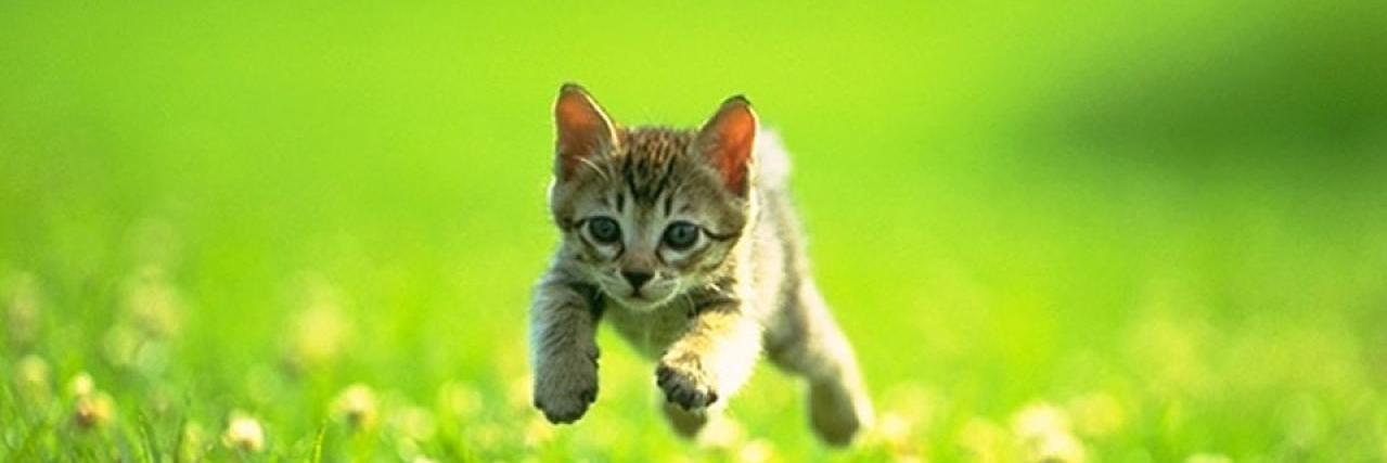 Taylor Forteñberry banner