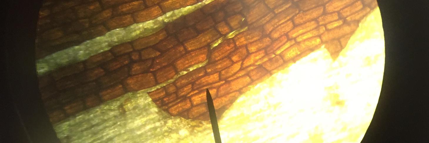 SelasMom's profile banner image
