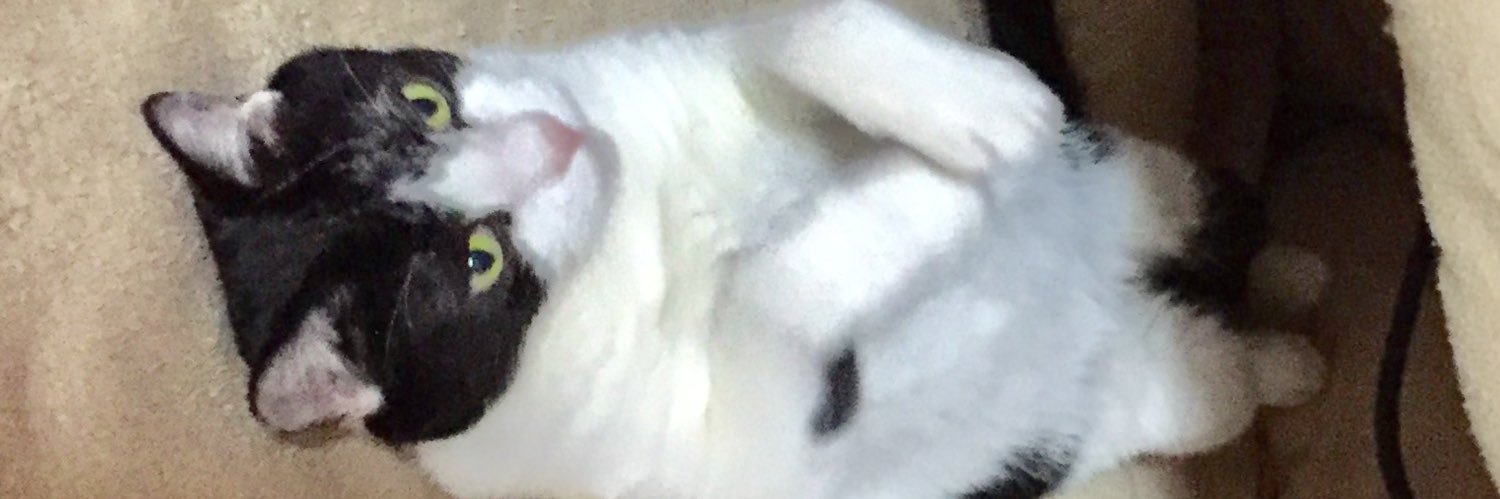 もーちゃん banner