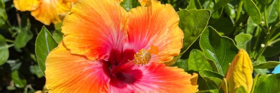 𝓢𝓾𝓭𝓵𝓲𝓮 🌺's banner