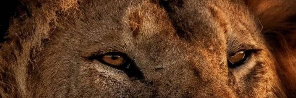 Guilherme Gomes banner