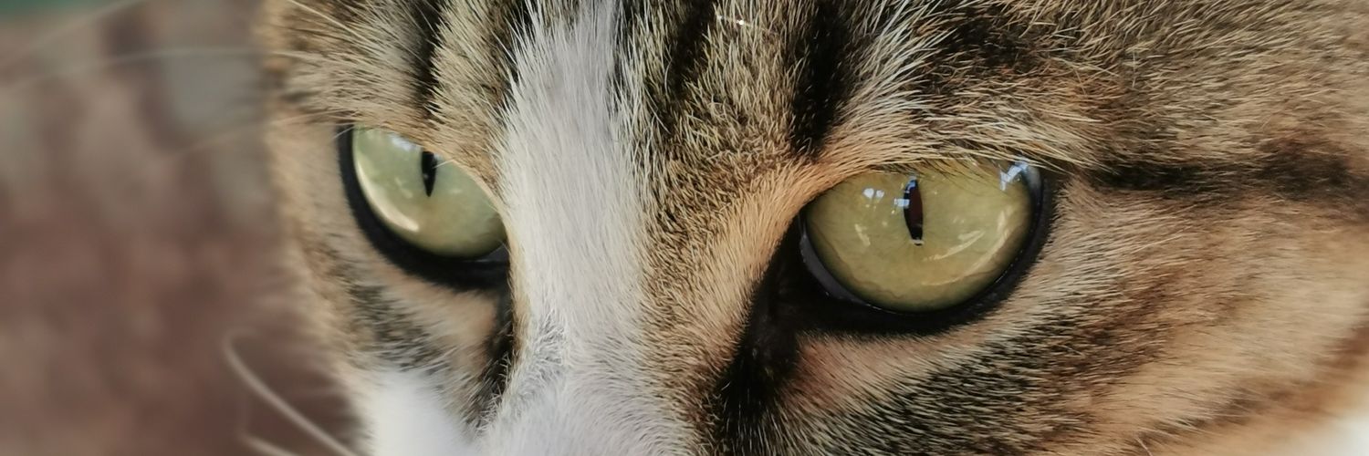 Tanja 🇲🇪🌿🌼 banner