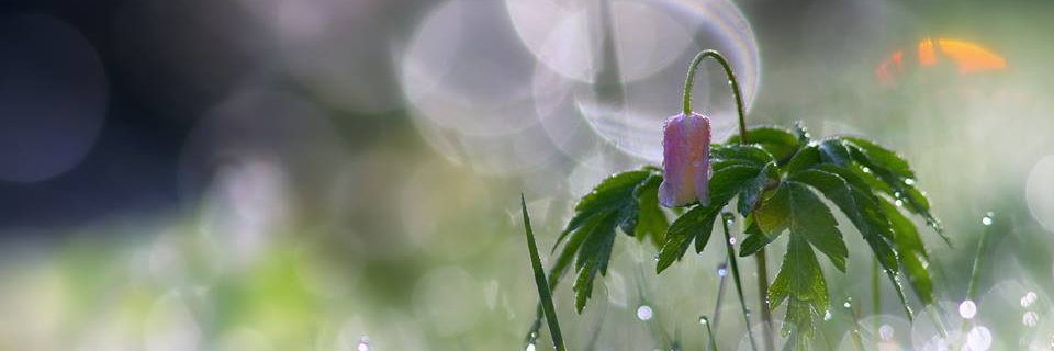 MacVio banner