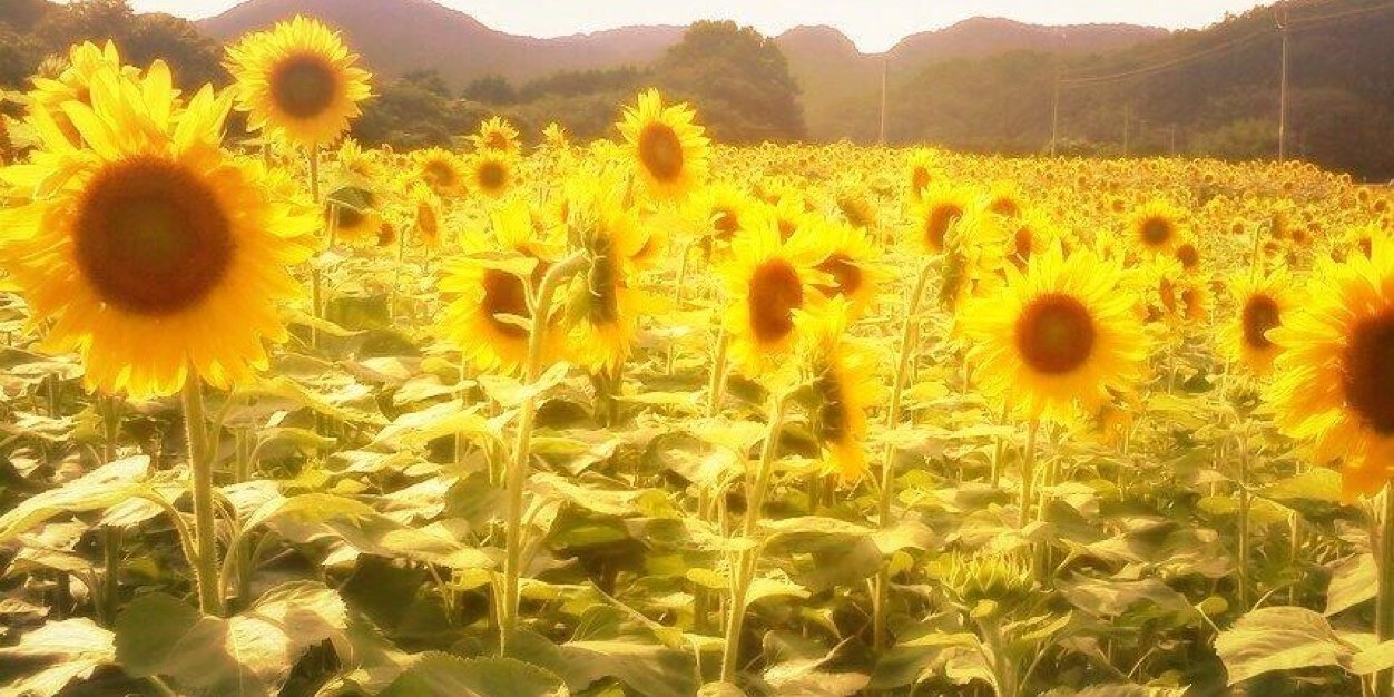 AnHappy6016's profile banner image