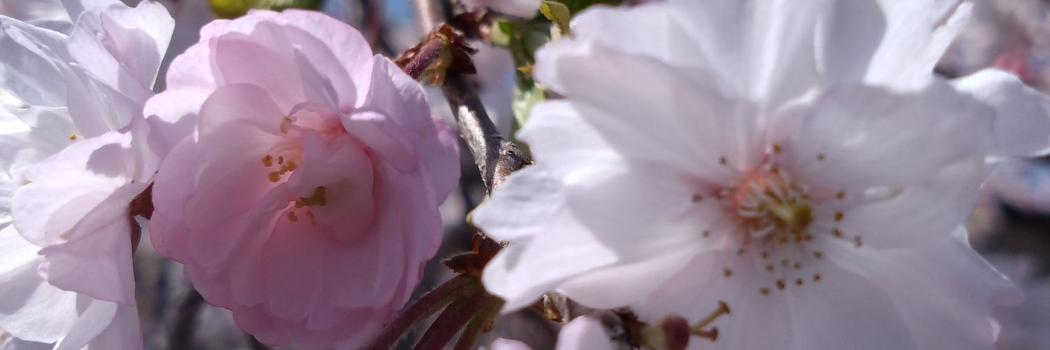 garako870's profile banner image