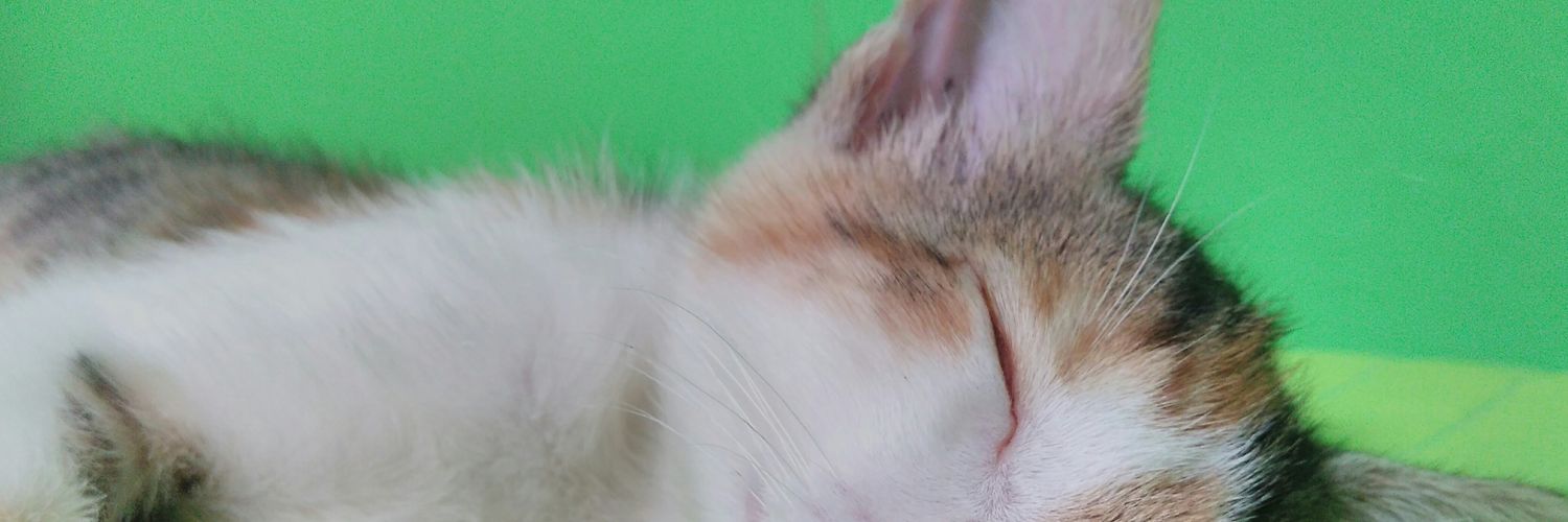 _Halcyonbird's profile banner image
