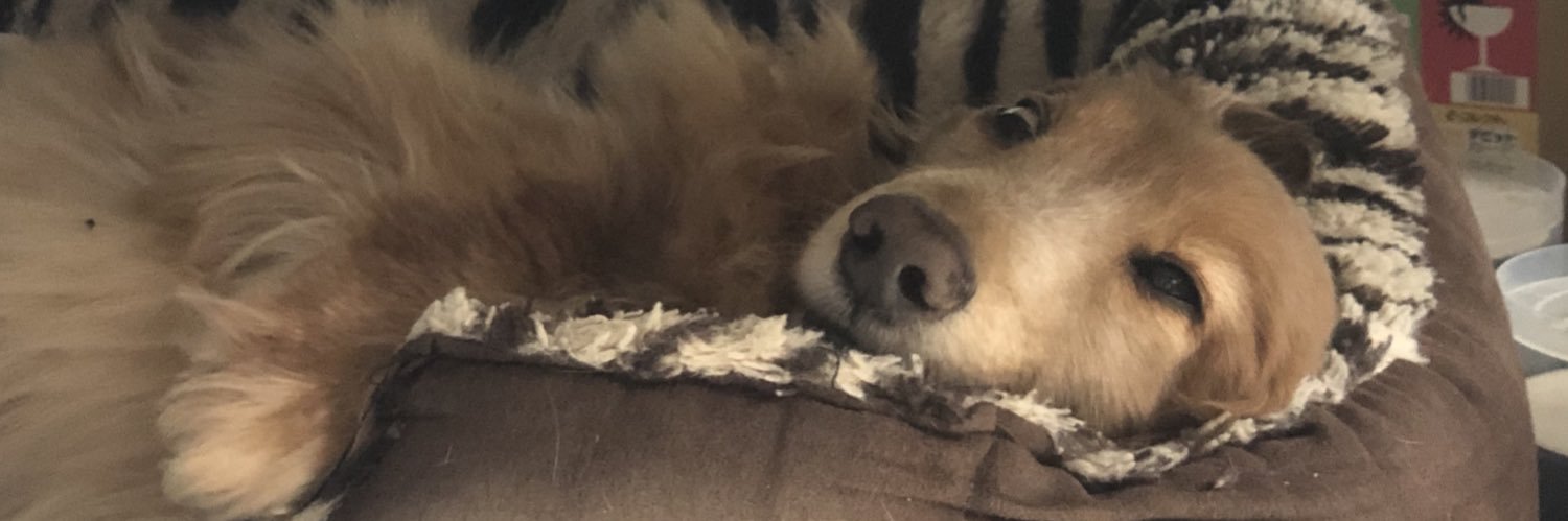 毛玉's banner