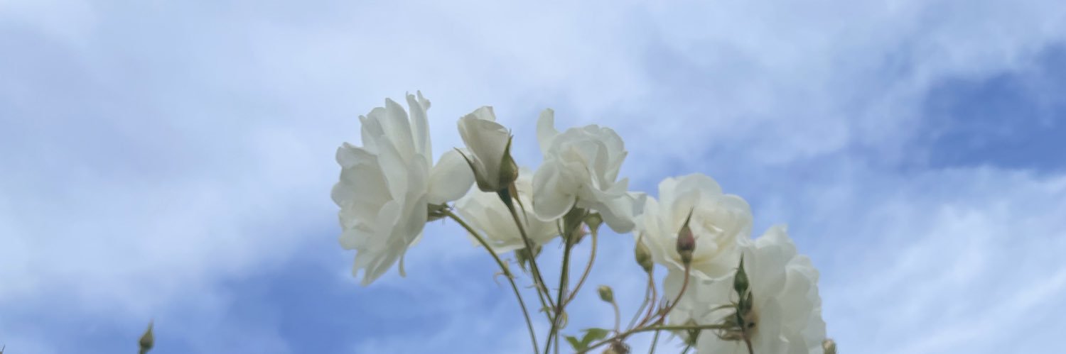 LaJennitas's profile banner image