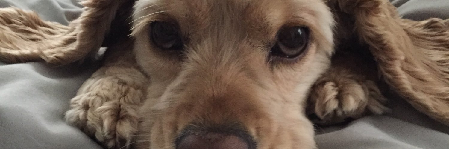 LittleCDeezy's profile banner image
