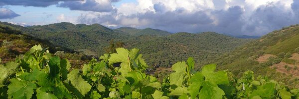 CPeiteadoWWF Profile Banner