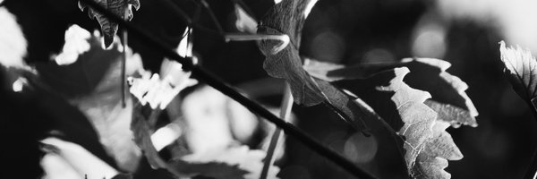 poultriarch Profile Banner