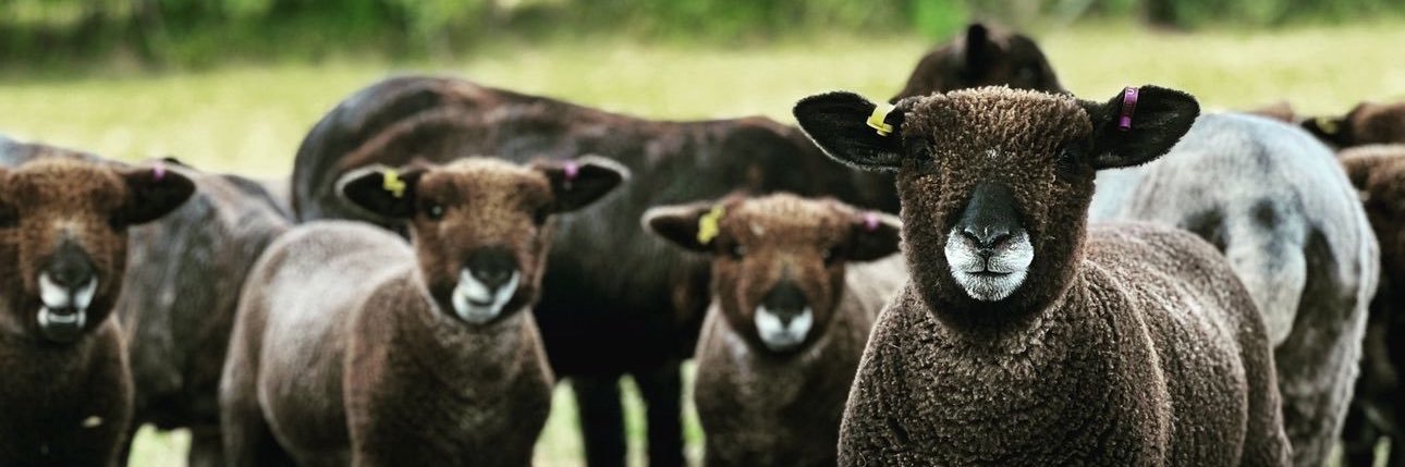 Perrystone Meats banner