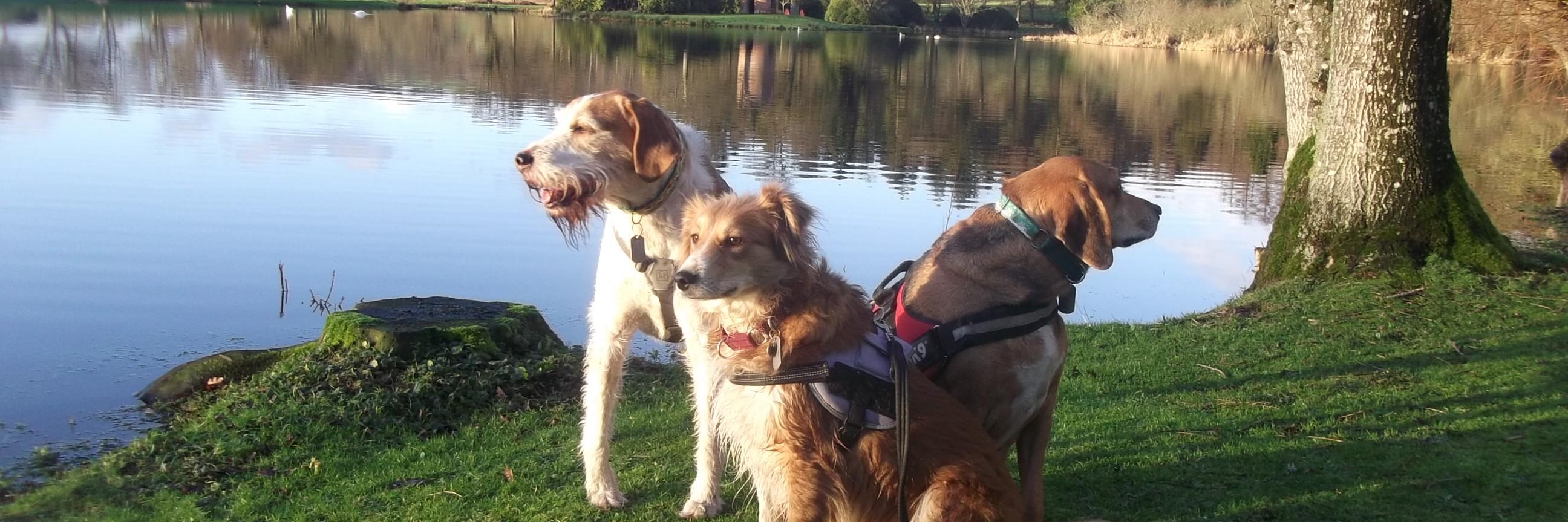 fiona whitaker banner