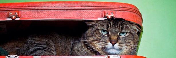 canosthecat's profile banner image