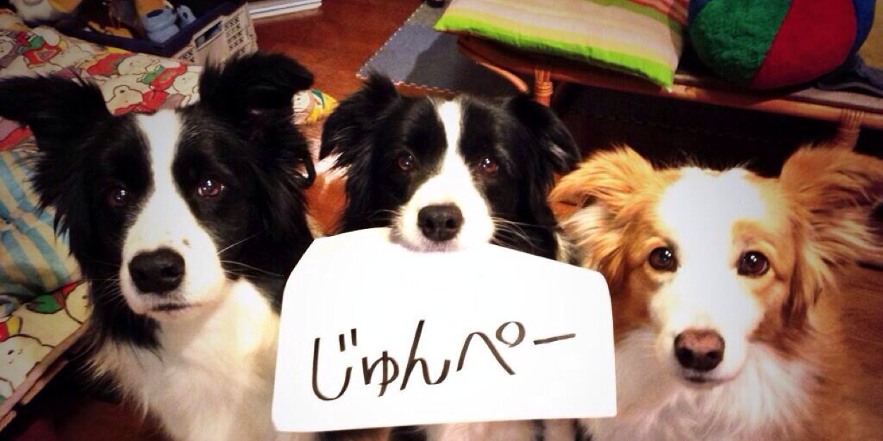 junpedigree's profile banner image