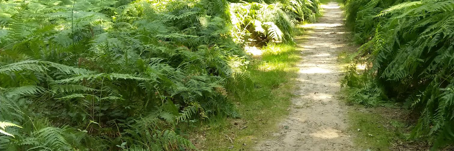Atie🇳🇱🇺🇦🌻🇪🇺💚💙🌈🕊️💉x6 alsje@mstdn.social banner