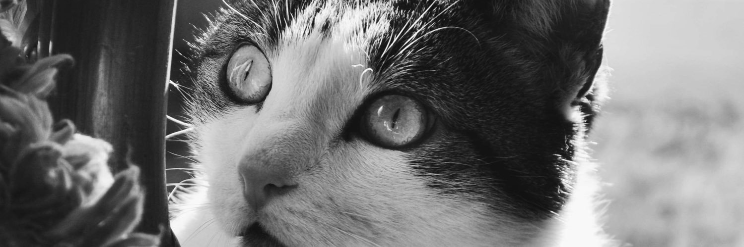 kattnigb's profile banner image