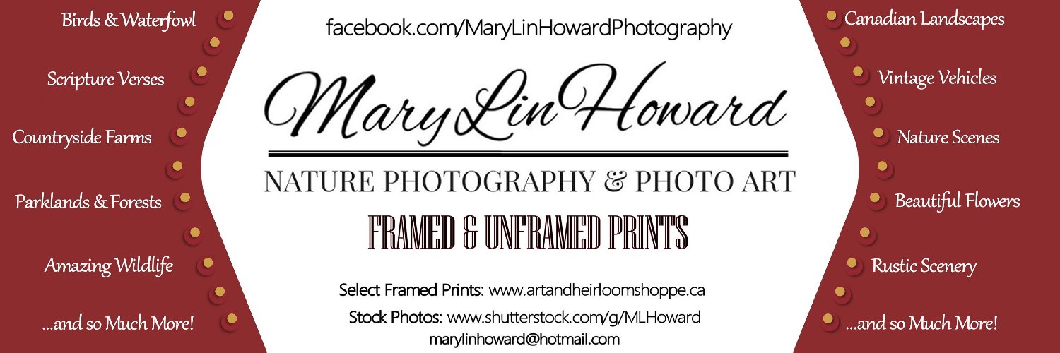 MaryLinHoward's profile banner image