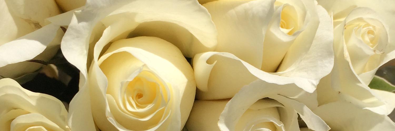 caitlinpfaff's profile banner image