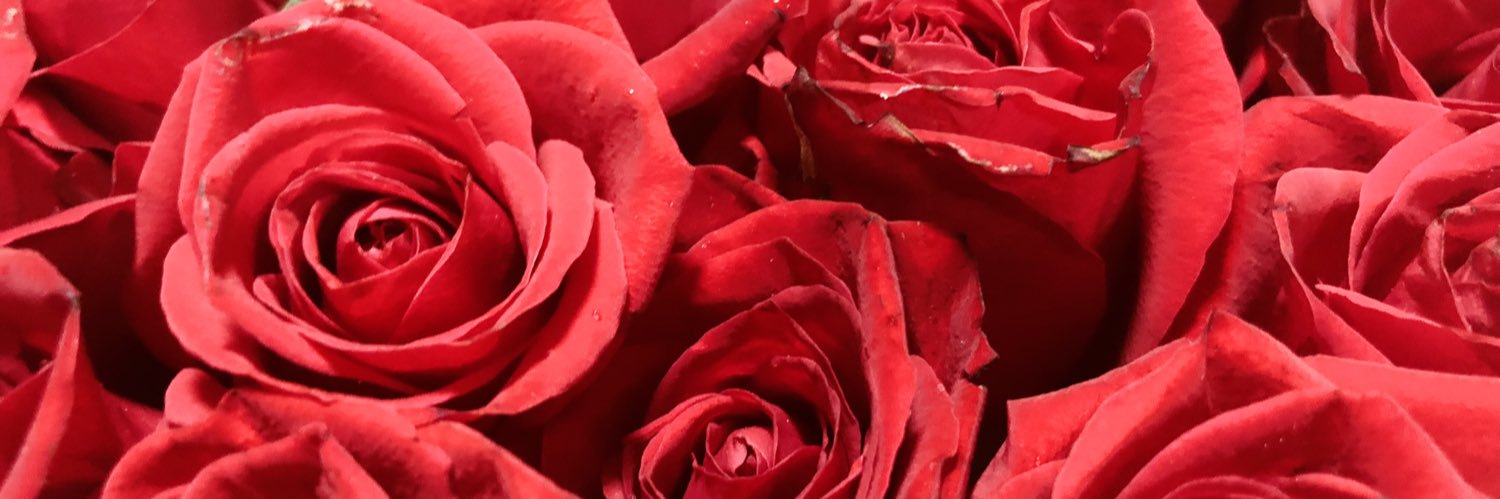 alba_fierro's profile banner image