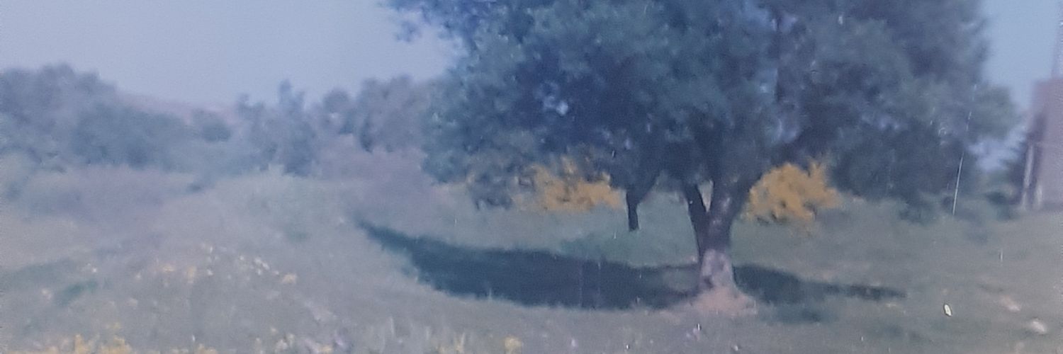 maalmahmoudi's profile banner image