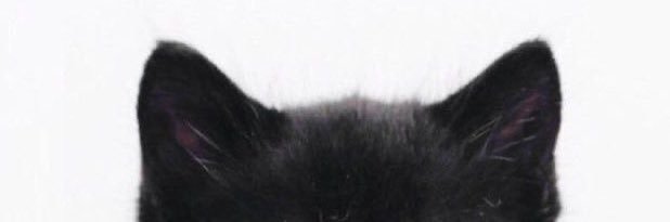 kaylie banner