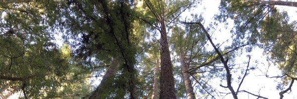 fib390_396A Profile Banner