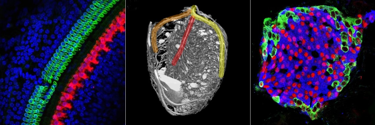 Laboratory of Molecular Pathogenetics banner