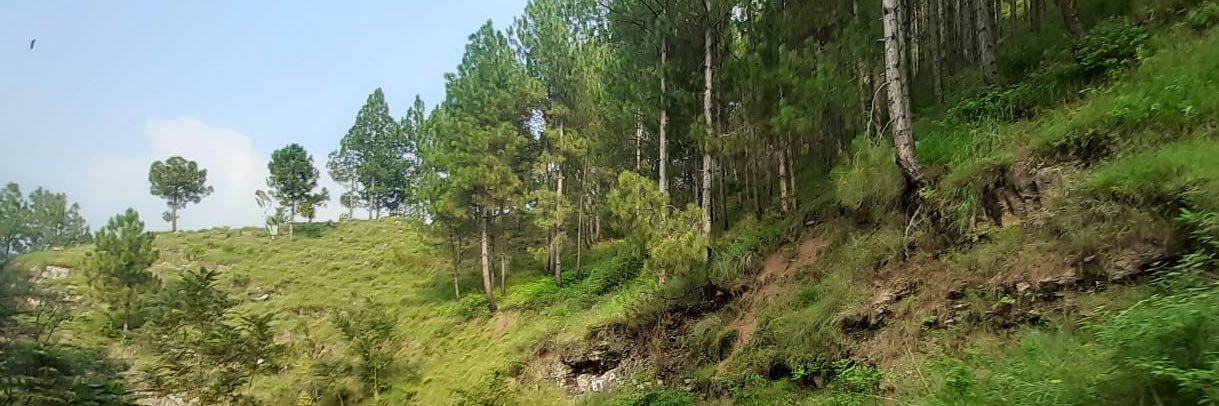 Sana Asif Dar banner