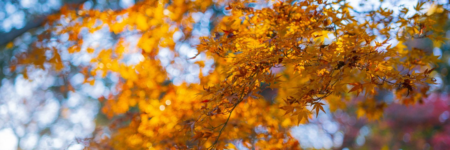 SprinGulten's profile banner image