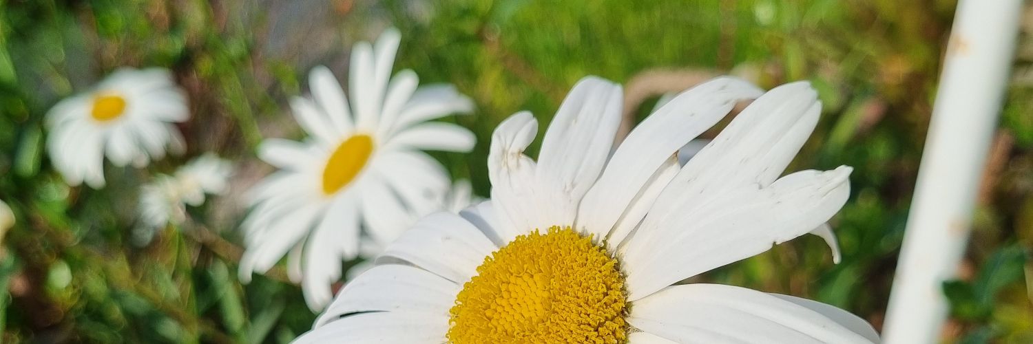 Engin İYİTELLİKARA banner