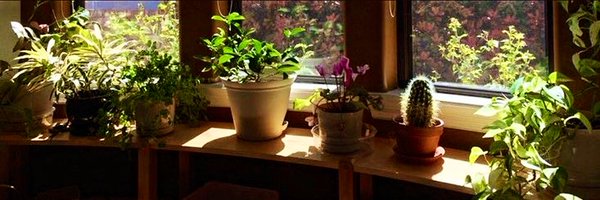 agropyrorepens_ Profile Banner