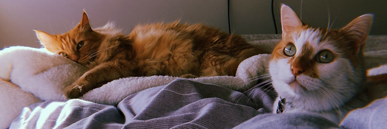 Monserrat Lecaros Á. banner