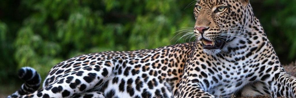 MamakaIQ's profile banner image