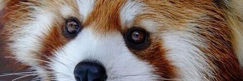 Bex_Panda's profile banner image