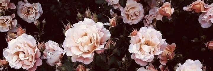 xfafayz's profile banner image
